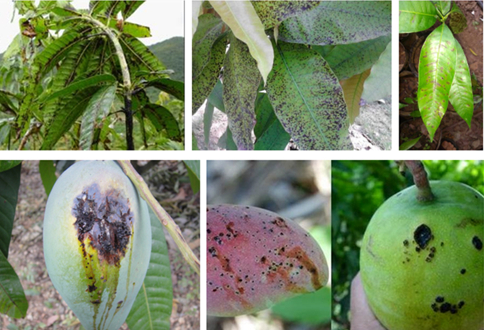 芒果细菌性角斑病爆发是什么原因引起的?怎么用药防治?