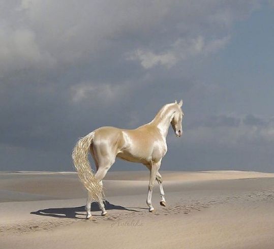 见过汗血宝马么来开开眼界