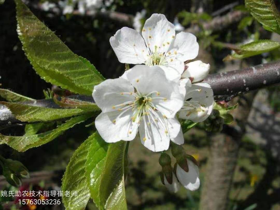 櫻桃只開花不結果是什麼原因