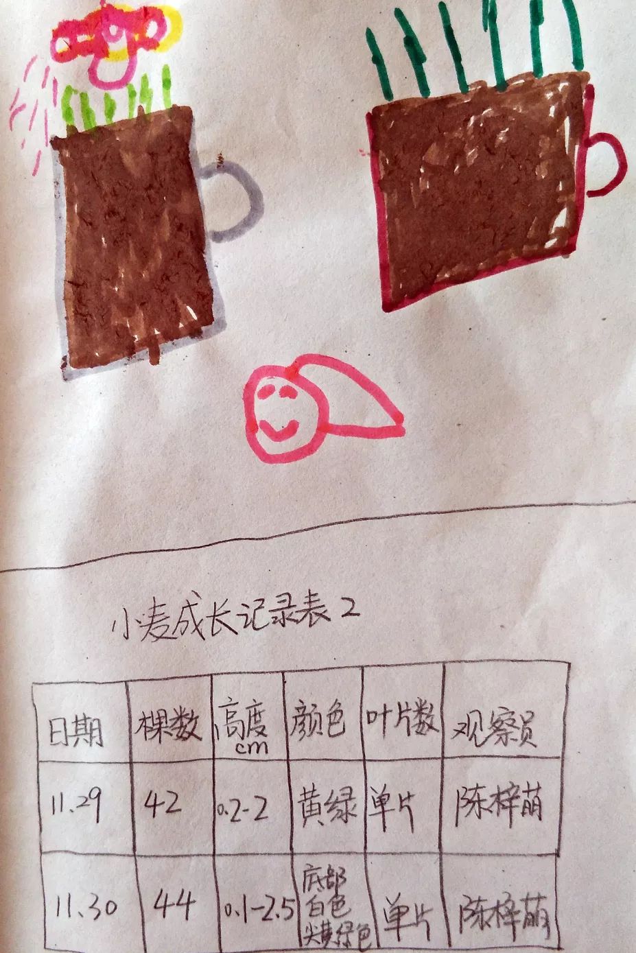 小麦生长日记"家长参与种植,幼儿向家长取经,幼儿观察和记录种植故事