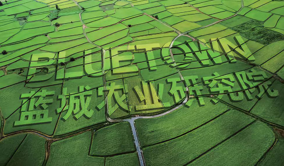 龙坞茶镇牵手蓝城农业研究院打造蓝城龙坞茶镇产业研究院首期课程即将