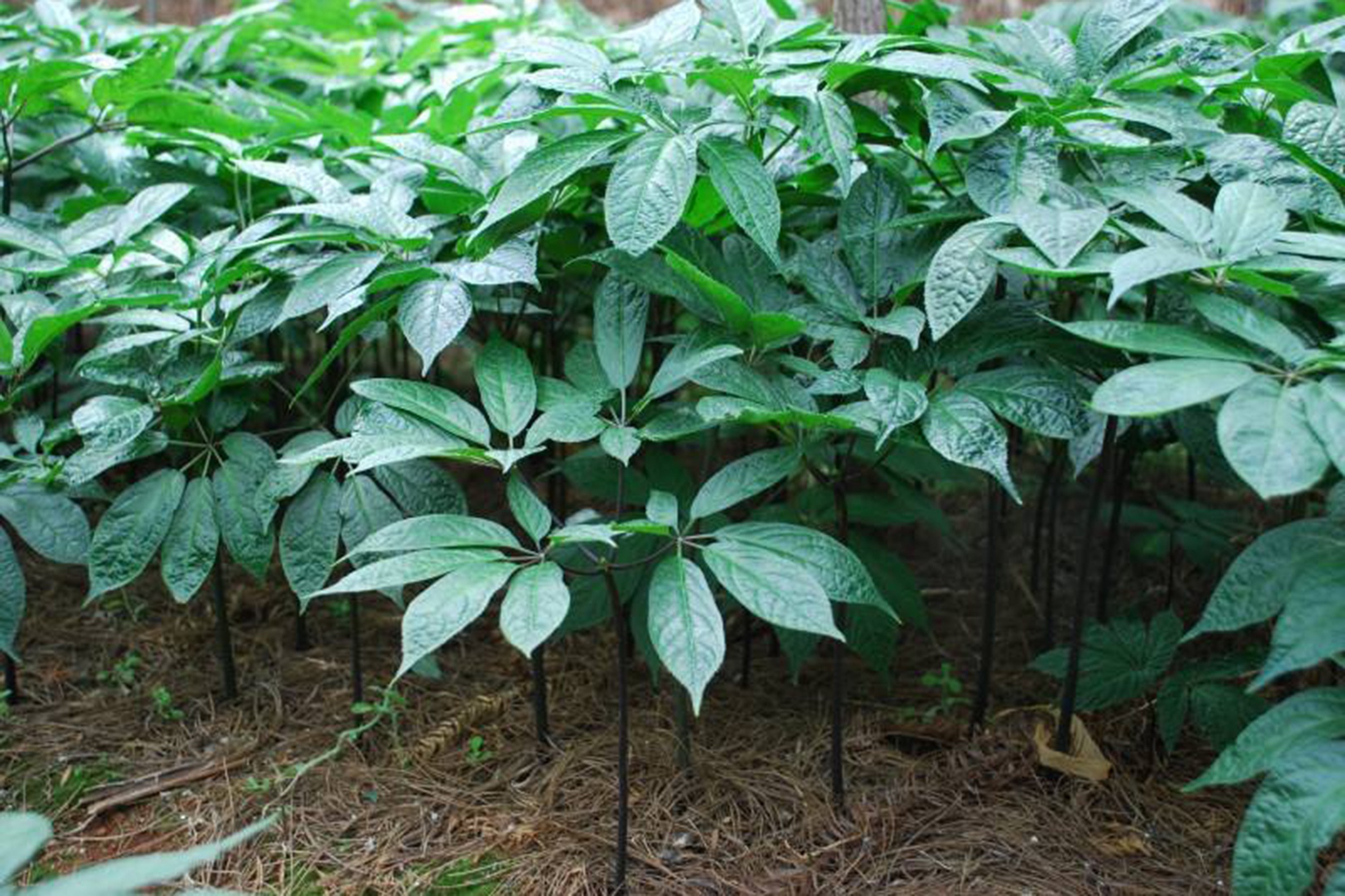 三七是治疗外伤痈肿疼痛的常用处方药那么三七如何种植