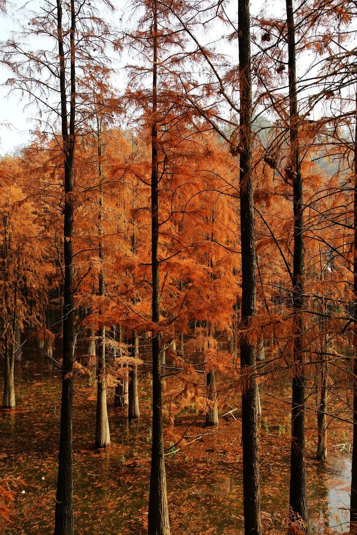 杭州这片水杉林美爆了旁边还有一条42195的全马跑道