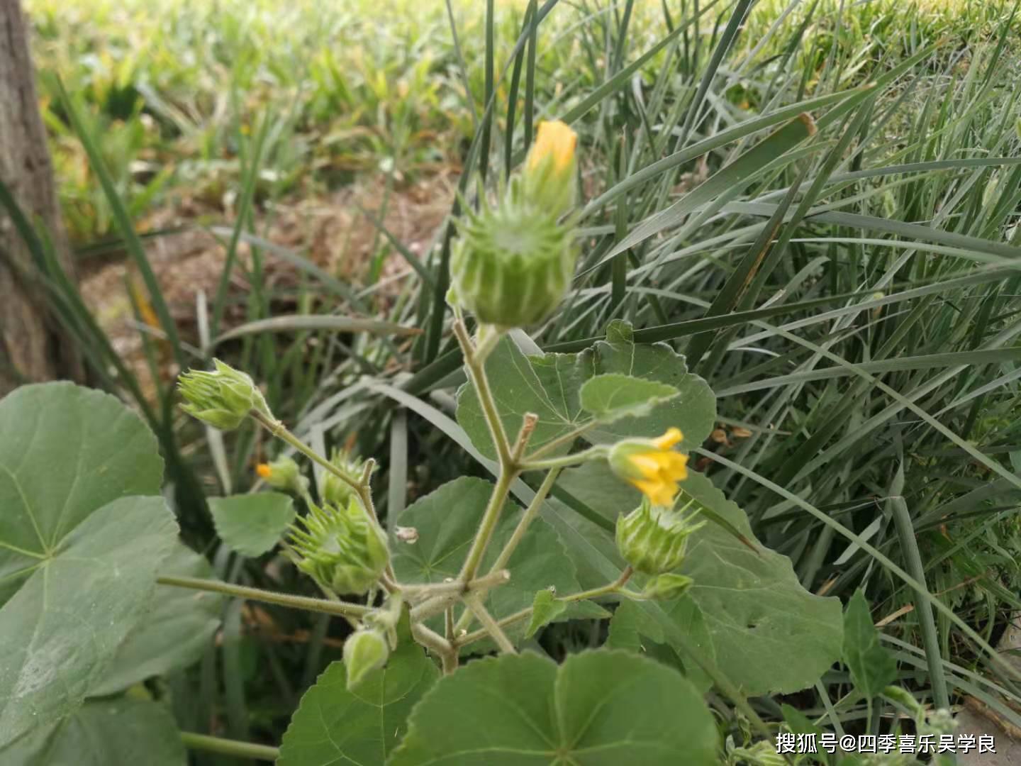 在河边溜达,不经意间见杂草丛中一簇簇的青麻,上面结了许多的麻果,这