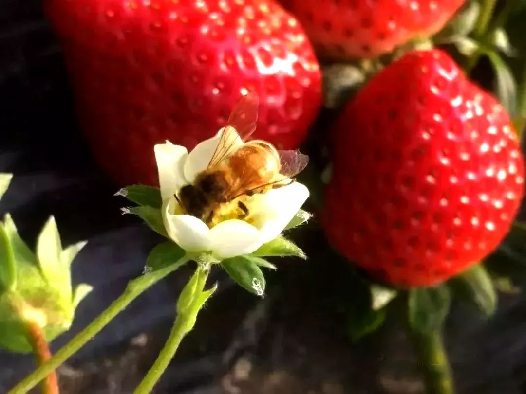 豢养蜜蜂授粉好吃到爆日本引进红颜草莓香甜软嫩正当时