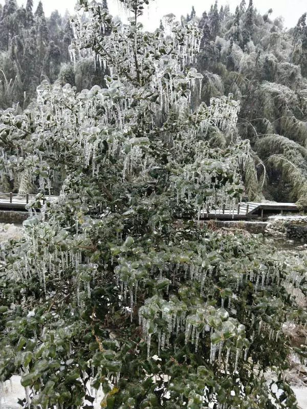 今天梅岭下雪了你怎能错过