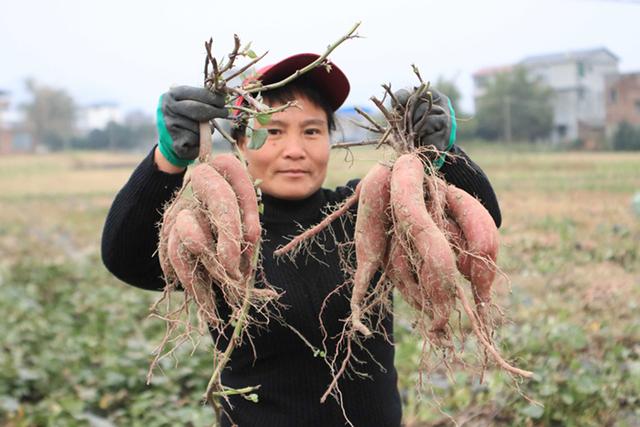 扶贫紫薯喜获丰收