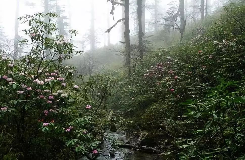 被当地人称作"迷魂凼"入内基本迷失方向,失踪或者死