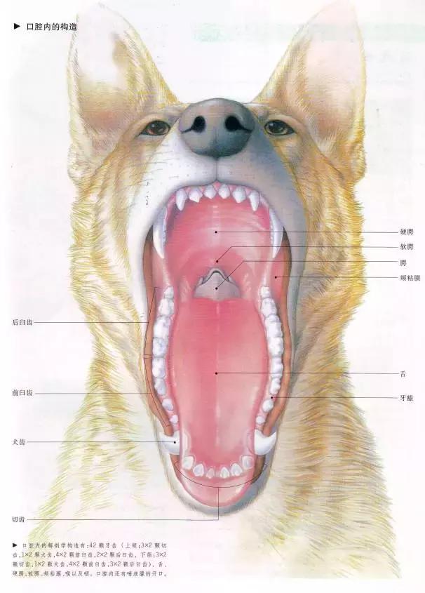 注意:狗狗的乳齿和恒齿数量是不同的,乳齿长齐后28颗,恒齿则是42颗