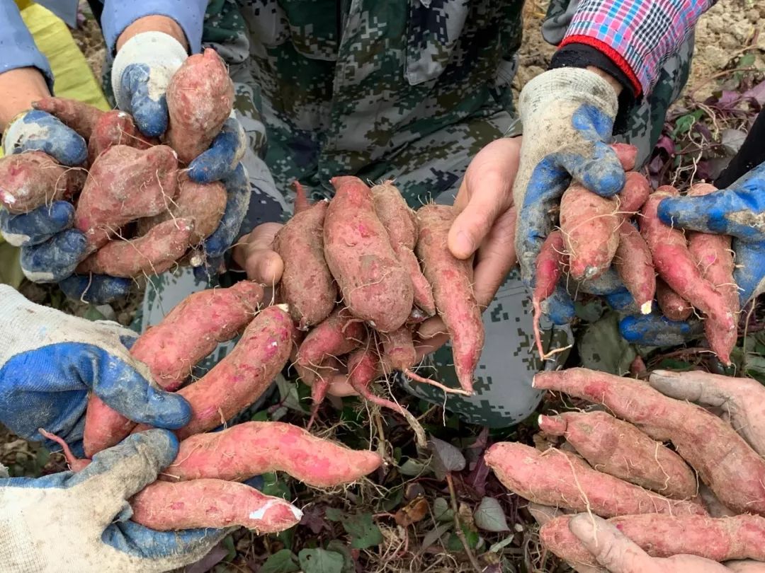 红薯大丰收农民笑开颜