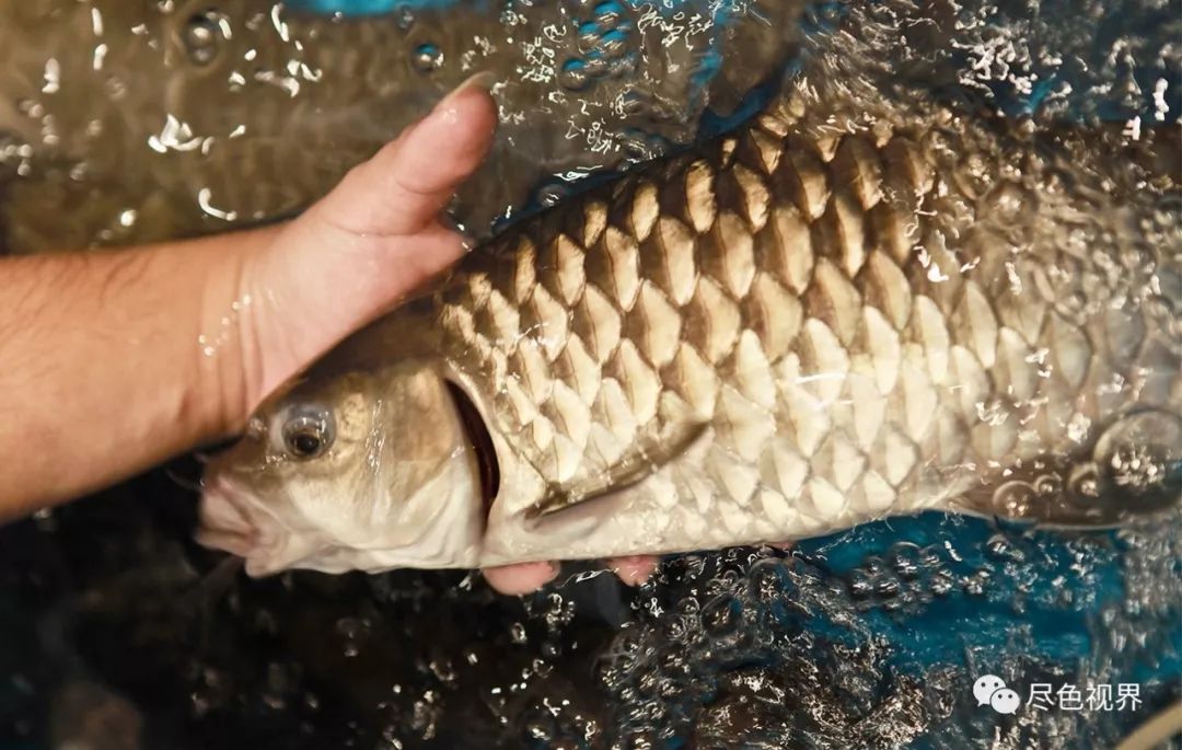 蔡澜对此鱼最为赞赏并说味道好得忘不了价格贵得忘不了