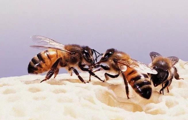勤劳的小蜜蜂每天都在做什么?