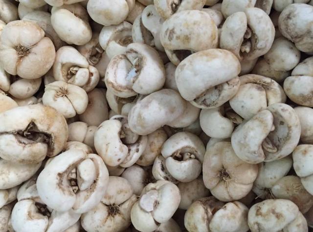 浙贝母《本草正》:大治肺痈肺萎,咳喘,吐血,最降痰气,善开郁结,止疼痛