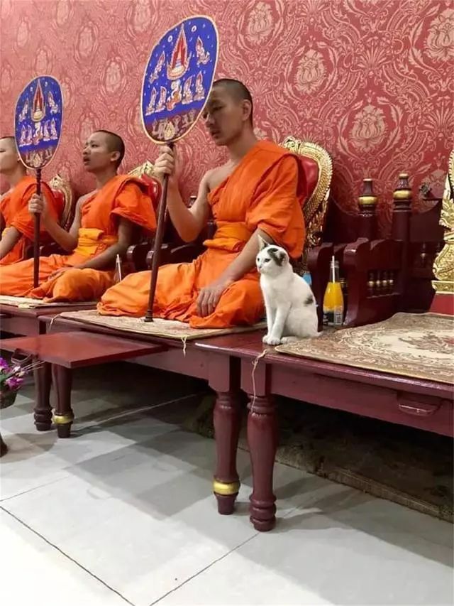 庙里陪人的喵星人们_猫咪