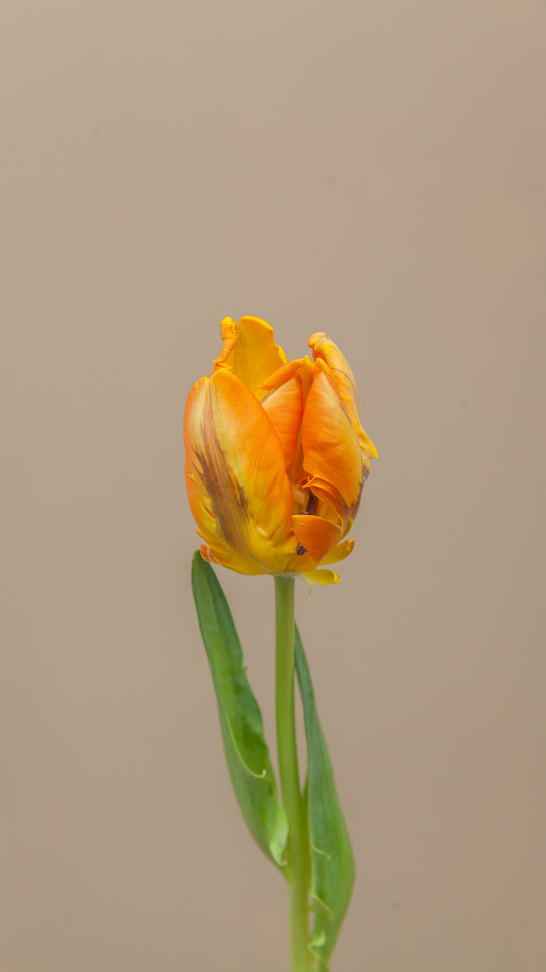 【鹦鹉郁金香】_品种