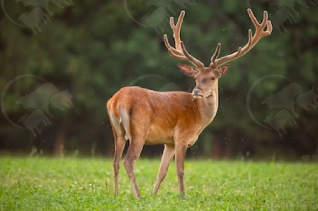 凛冬将至新西兰鹿肉陪你温暖过冬