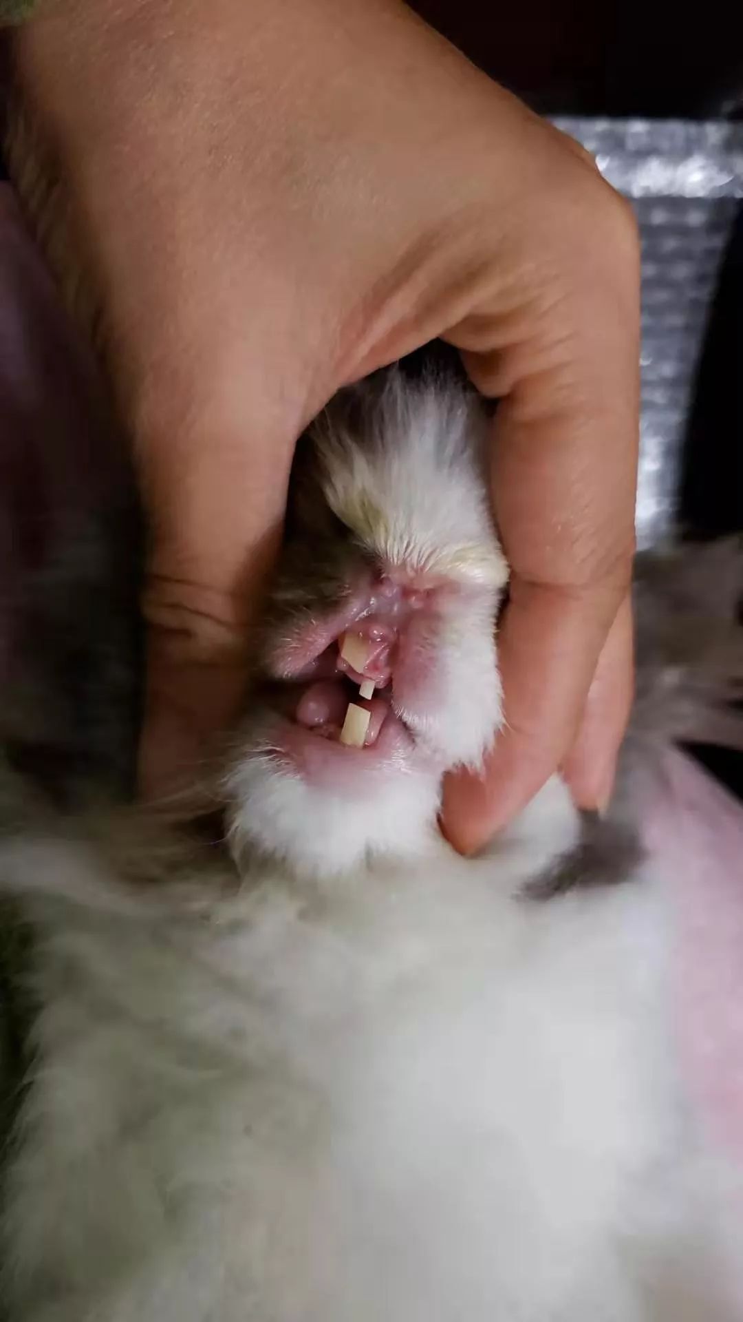 兔子牙齿断了怎么处理?