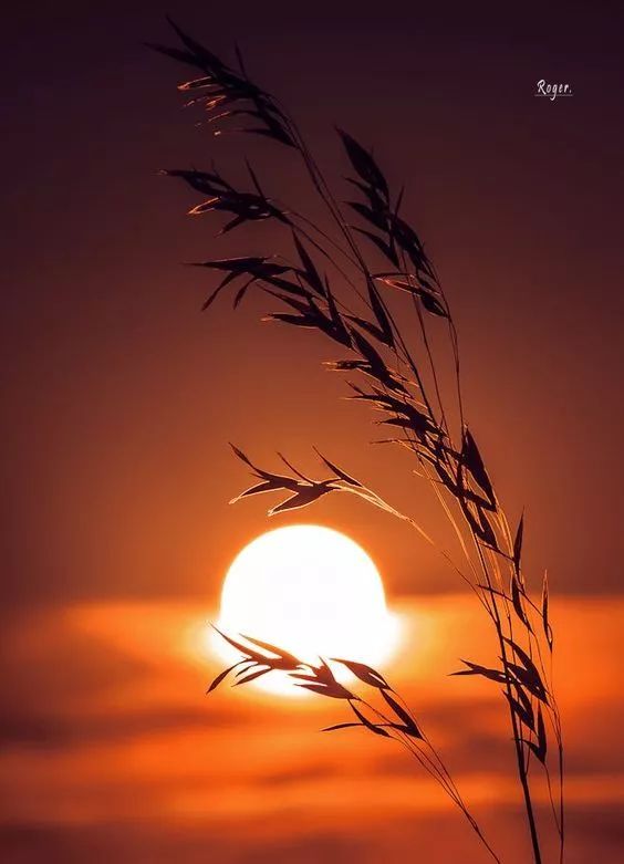 夕阳才是最美的年纪,温馨又从容,最美不过夕阳红!