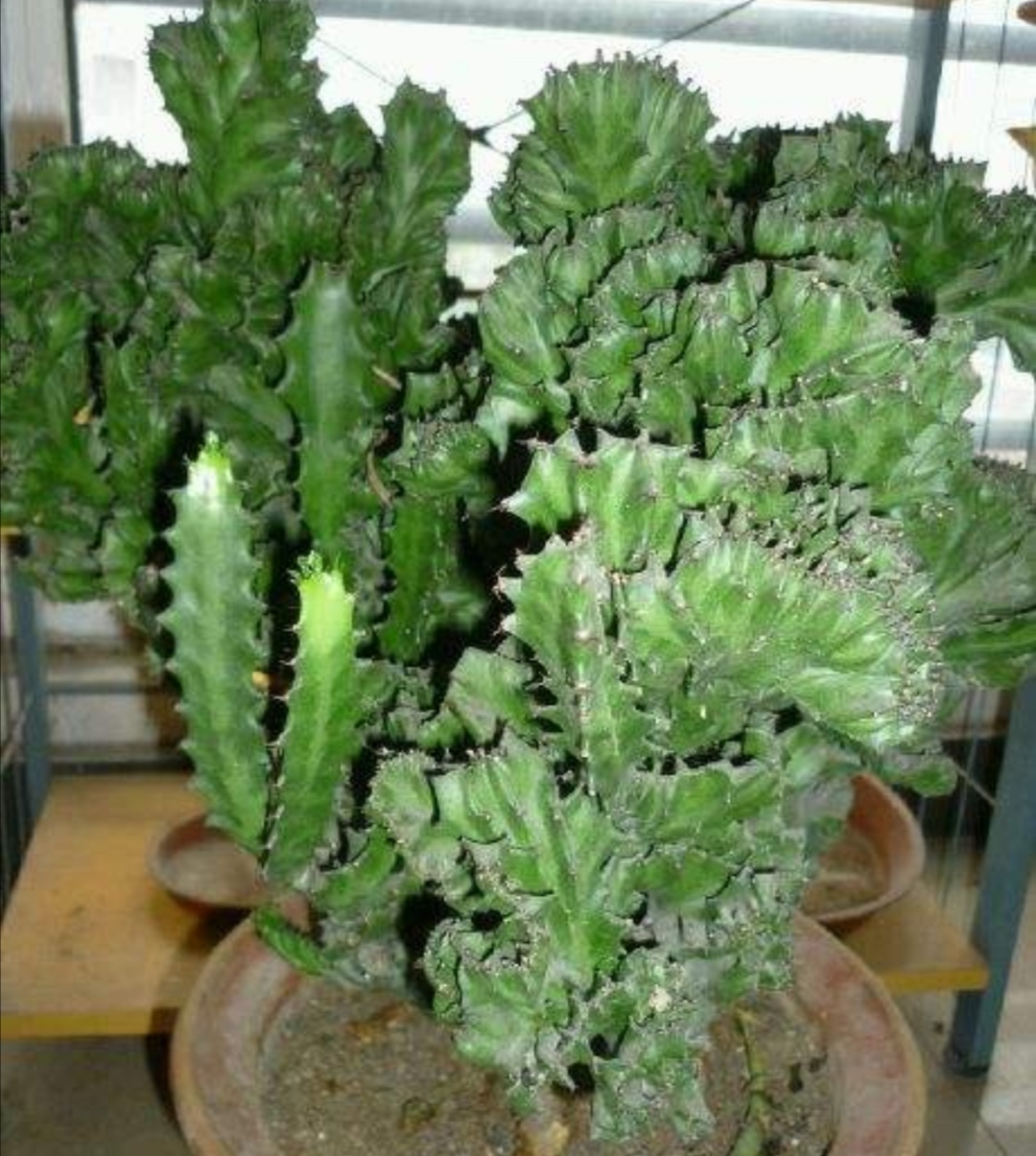 而栽植麒麟掌和其它喜微酸性的花卉不同,它更