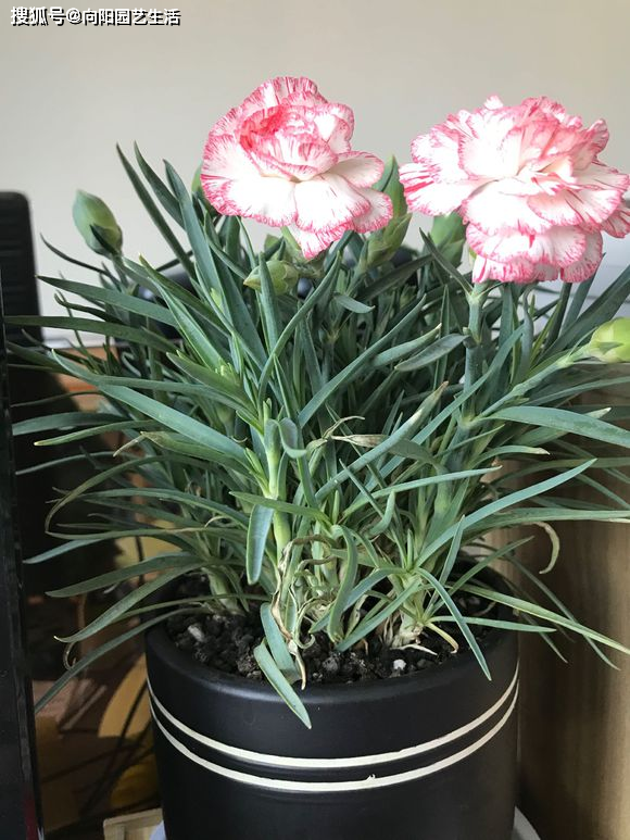 最美花卉康乃馨,学学正确施肥,四季都开放,一茬接一茬