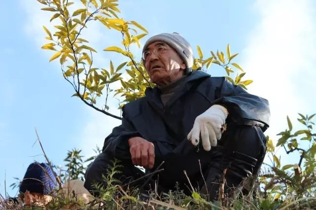 木村秋则:用了11年才种出2个苹果,却最终感动了全国……_农药