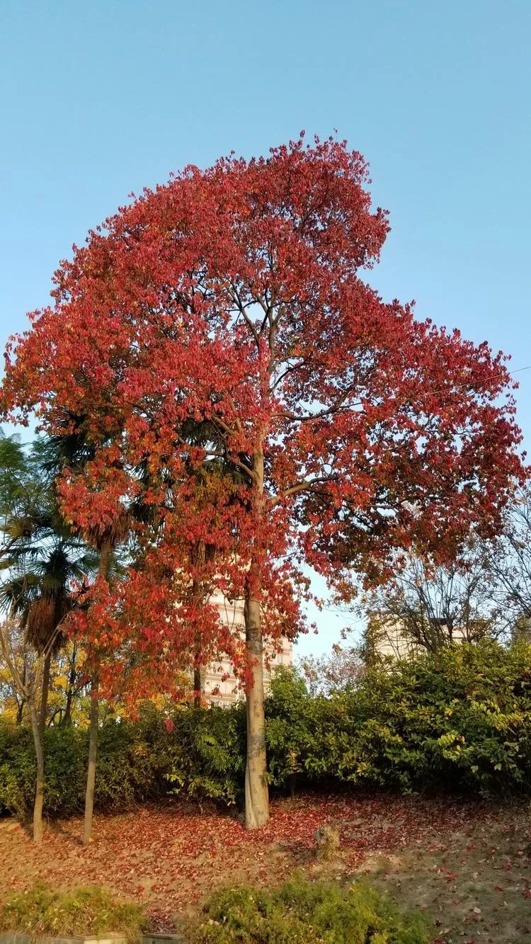 明风园池衫明风园枫香下洋沿河公园三角梅江滨公园乌桕近日,三明市区