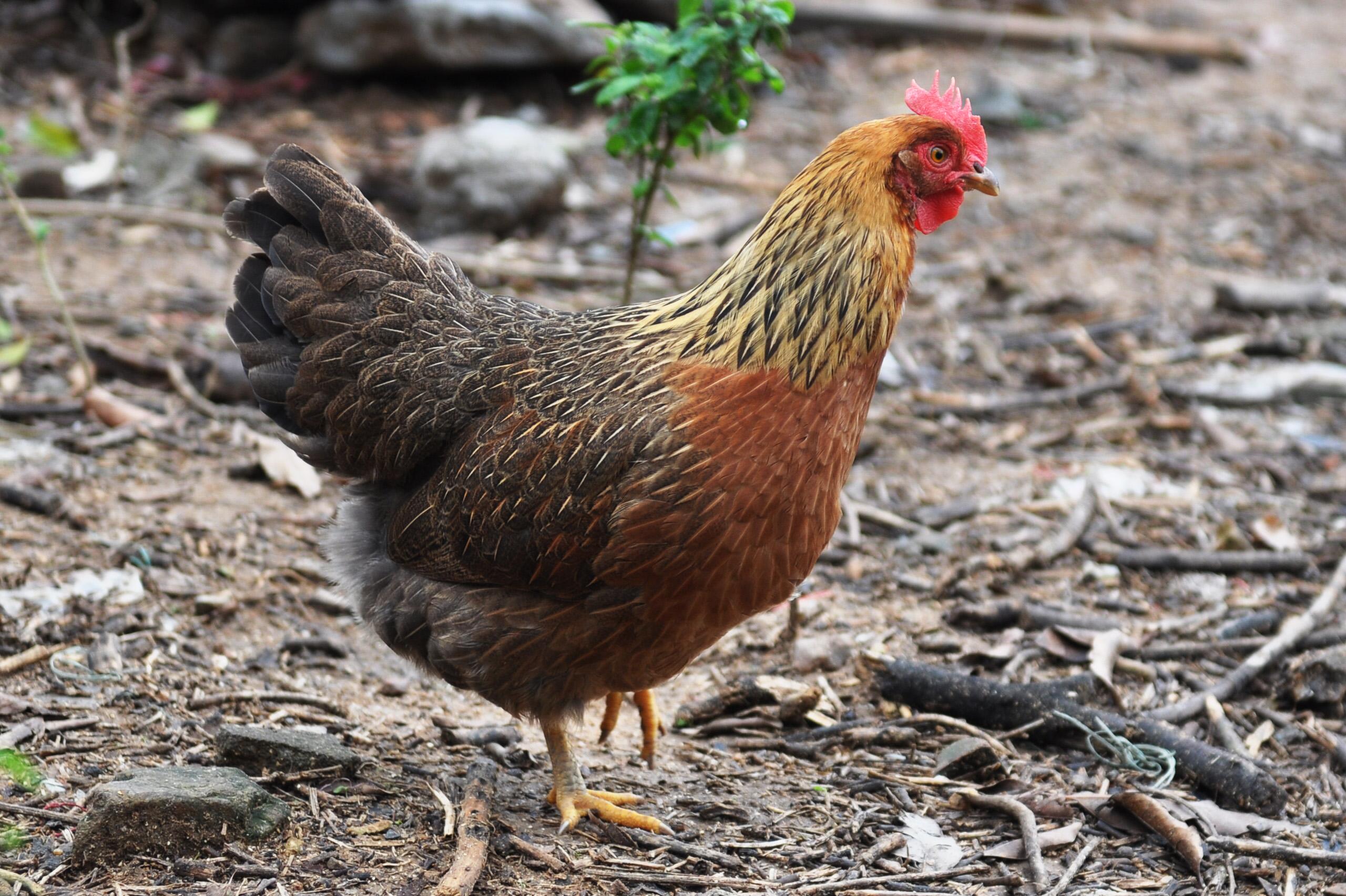 1993年出生的生肖属鸡人的命运