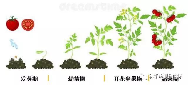 番茄苗生长过程图片