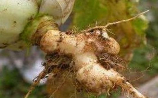 用"它"煮水喝太厉害了,清除口臭,预防癌症,防止脱发_白菜