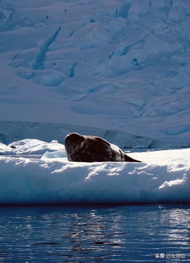 松者的南极日记:最纯净,最纯美,南极不难及_企鹅