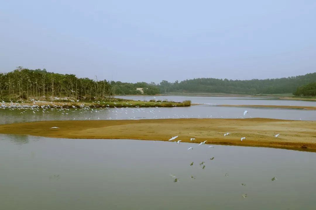 美水清岸绿鹭鸟齐飞高明白鹭湖生态保护区借生态优势促旅游发展