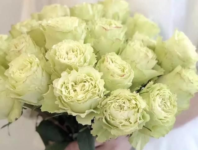 原创喜欢玫瑰不妨养精品玫瑰绿柠檬开花如绿色精灵灵动可爱