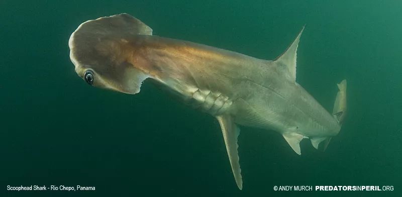 潜行家物种纵横海底全靠头顶的另类发髻