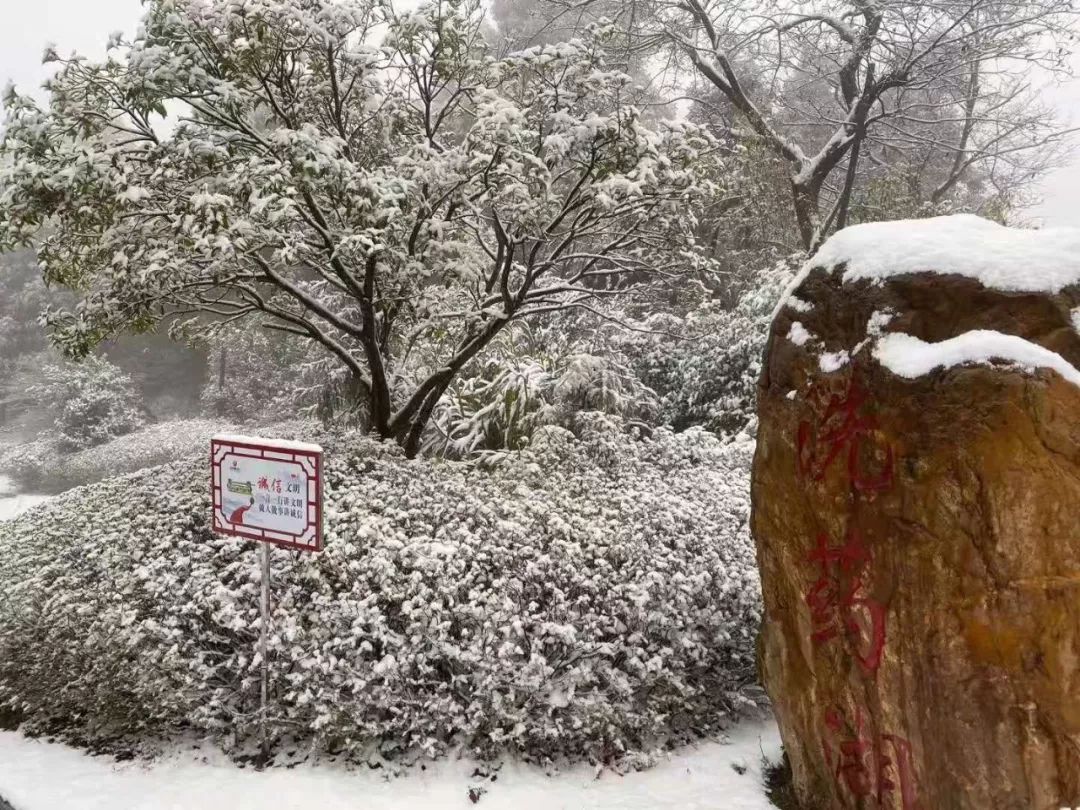 今天梅岭"下雪"了,你怎能错过!_雪景