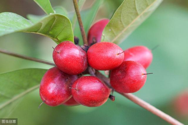 海南这种果子,吃了后将会有神奇的事情发生