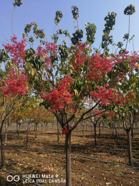 丝棉木未来大有可为