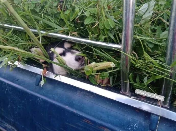 10大糗图:你永远不知道别人是怎么玩丝袜的