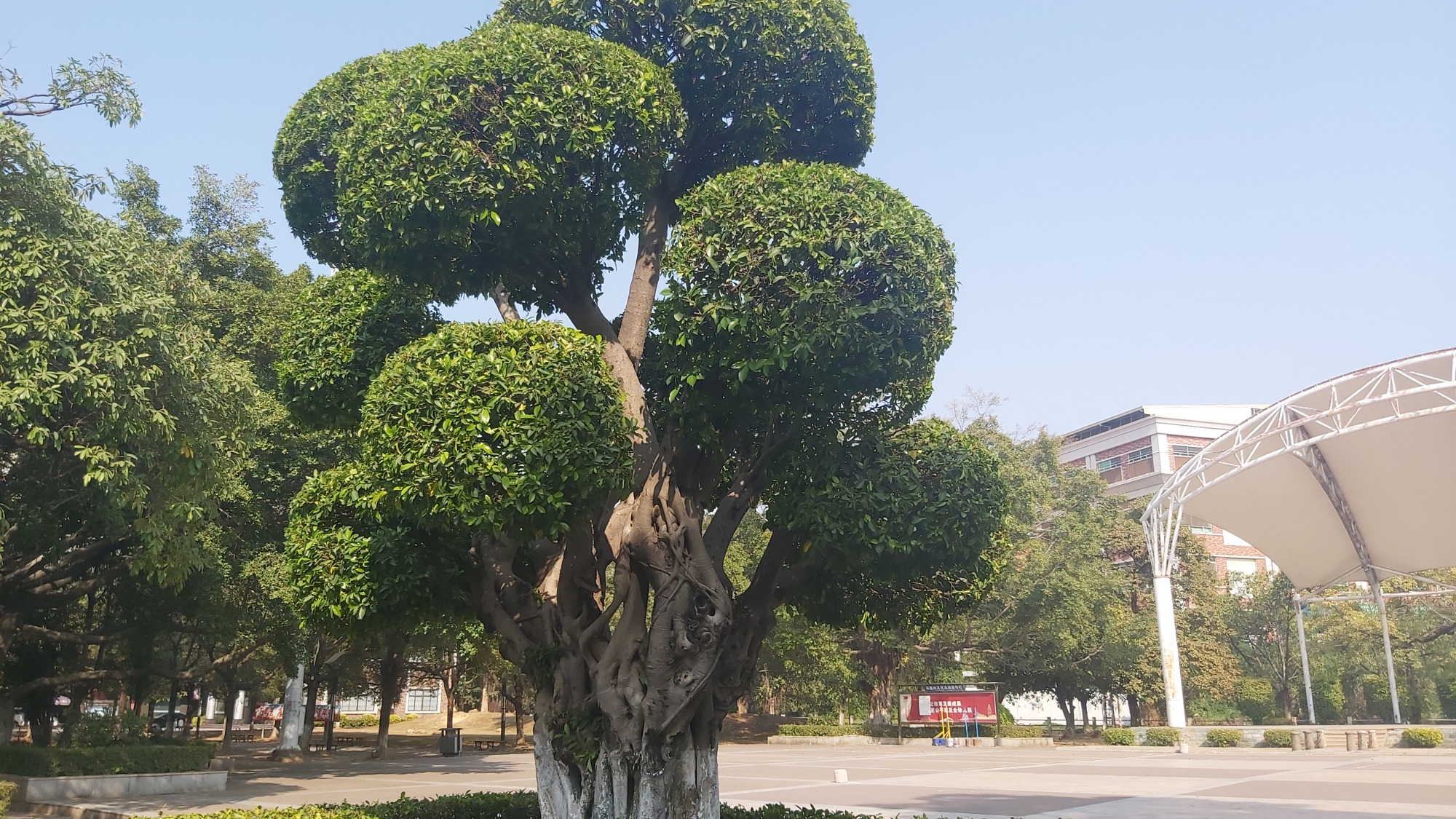 大朗石厦村图片