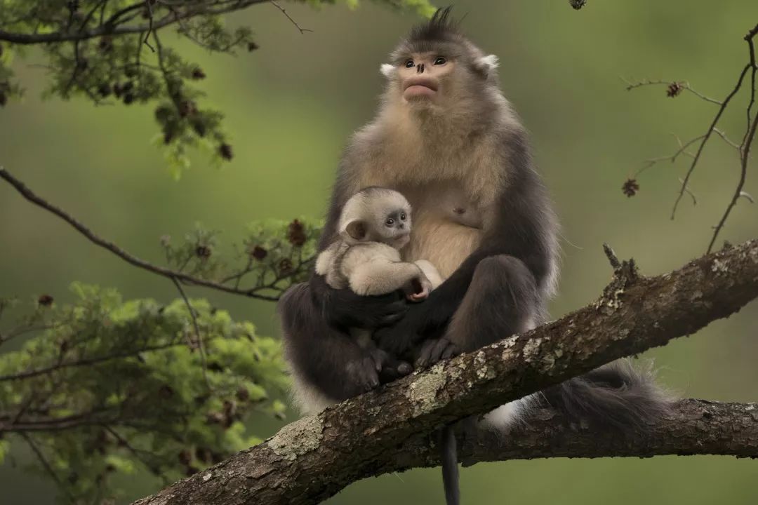 的奚志農,因為鳥類學家鄭作新的一篇文章而對野生動物生了極大的興趣