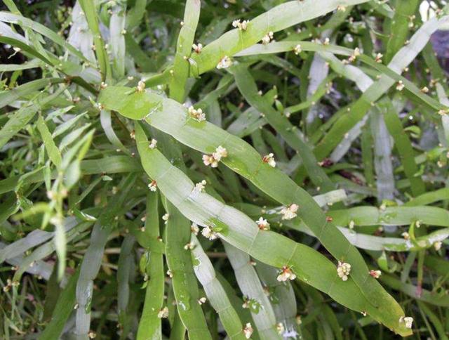 山沟里的"1种植物",被称为"竹节蓼",叶片像海带,珍贵