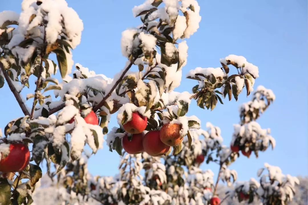 长白山云岭雪苹果,是世界上唯一在三场雪后顶雪采摘的苹果,是吉林云岭