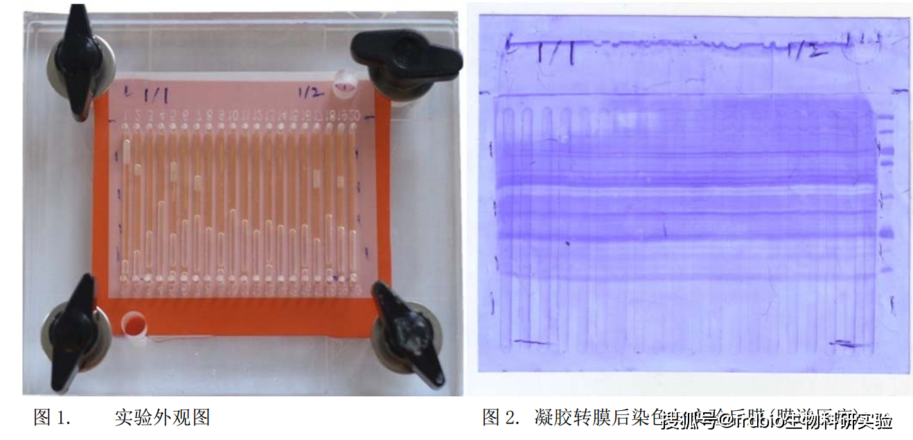 與elisa實驗方法相比,western blot實驗流程更繁瑣,工作量更大,如果對