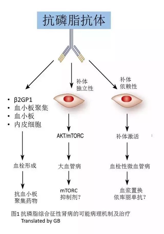 自身免疫双煞之抗磷脂综合征