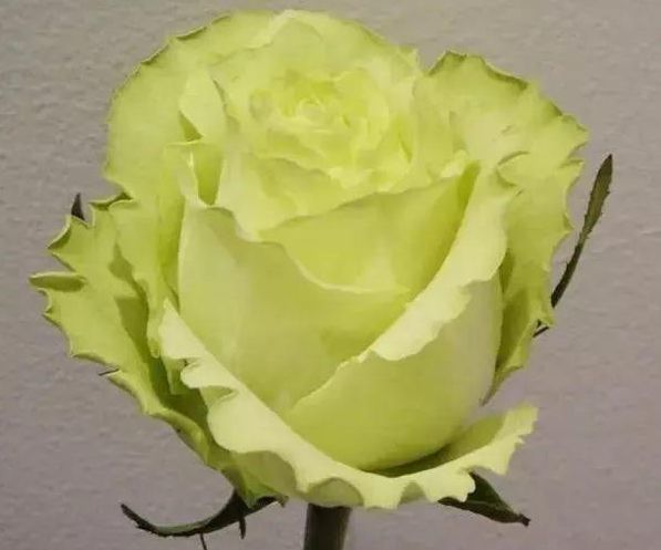 原创喜欢玫瑰不妨养精品玫瑰绿柠檬开花如绿色精灵灵动可爱