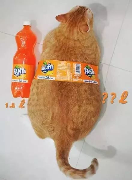 猫对自己的体重有b数吗?_猫咪