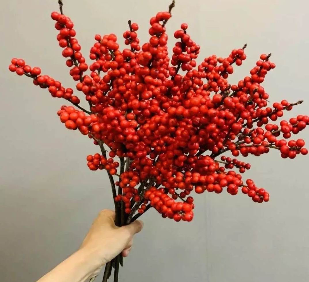 清明节红色的果子图片