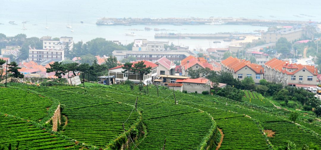 「视说崂山美丽乡村这一年」与山同行,与海同眠——会场村_旅游