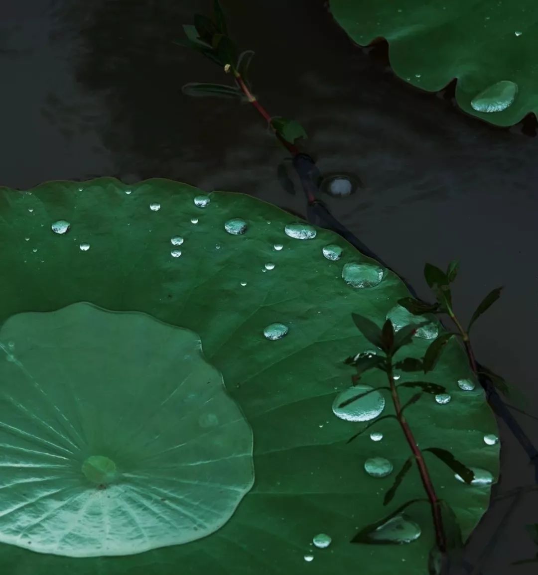 【优秀会员作品】雨