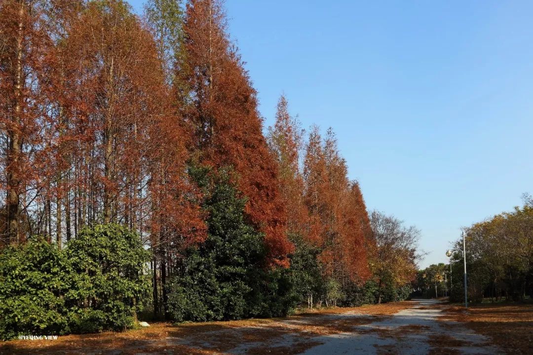 让鸟儿停驻,与晚霞同栖,世纪公园水杉层林尽染_棕红色