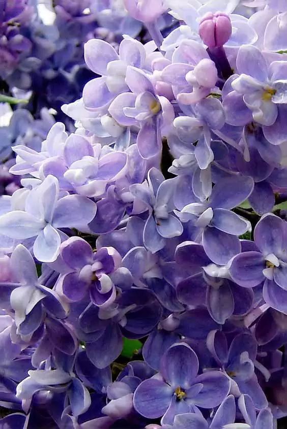 丁香花紫色的情感